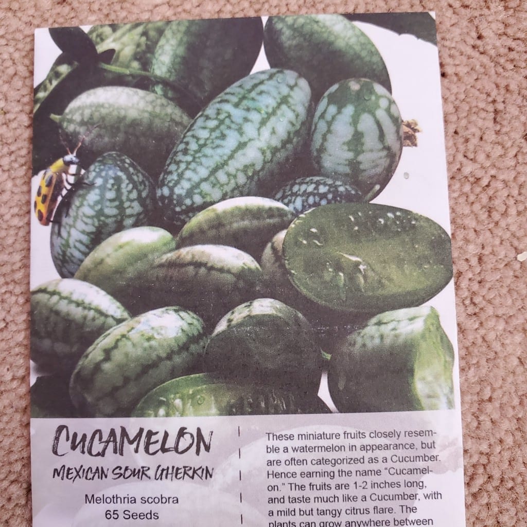 Growing cucamelon indoor Kratky Method for best cucumbers for