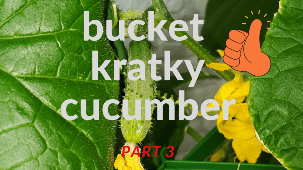 Part three on my Indoor Cucumber Bush Kratky Buffalo Growing